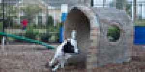 BarkPark by Ultrasite Nature Bark – Log Tunnel Sale Coupon